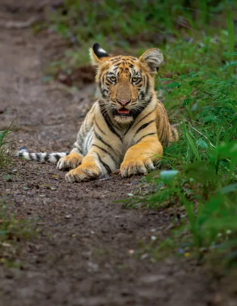 Bor Tiger Safari — Short Break — Maharashtra