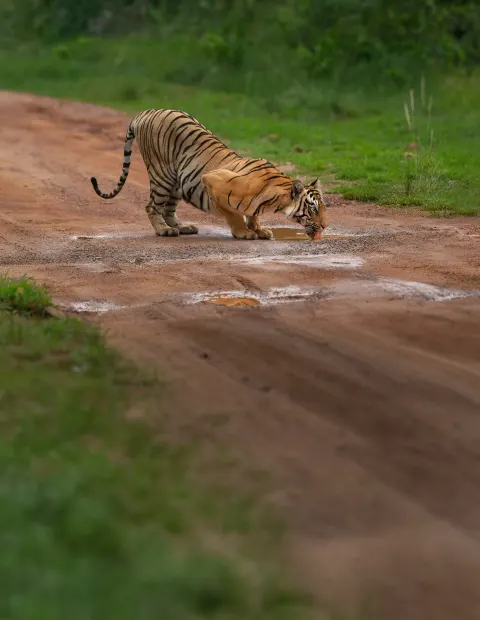 Bor Tiger Safari — Grand Safari — Maharashtra