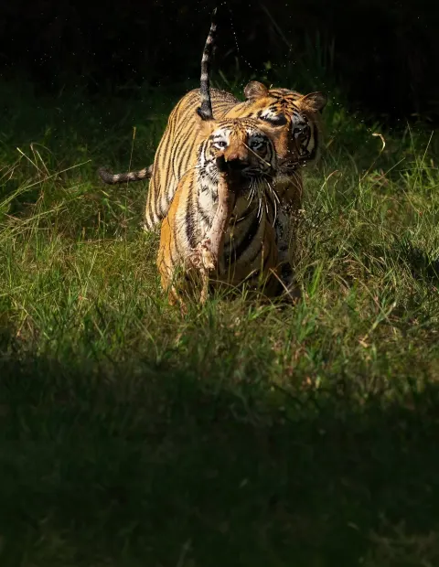 Bor Tiger Safari — Grand Safari — Maharashtra