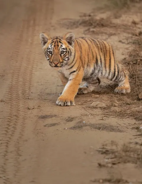 Bor Tiger Safari — Grand Safari — Maharashtra