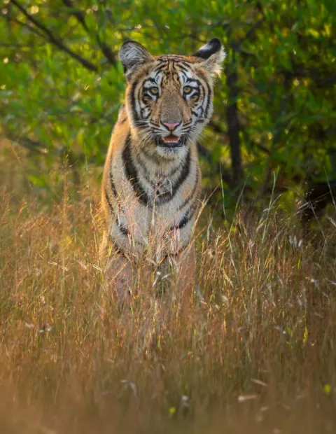 Kanha National Park Safari — Grand Safari — Madhya Pradesh