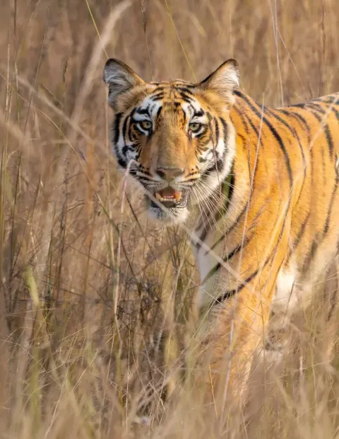 Bor Tiger Safari — Maharashtra