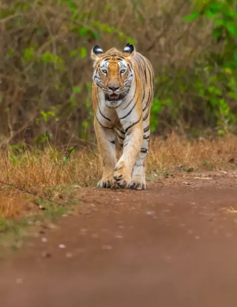 Bor Tiger Safari — Short Break — Maharashtra