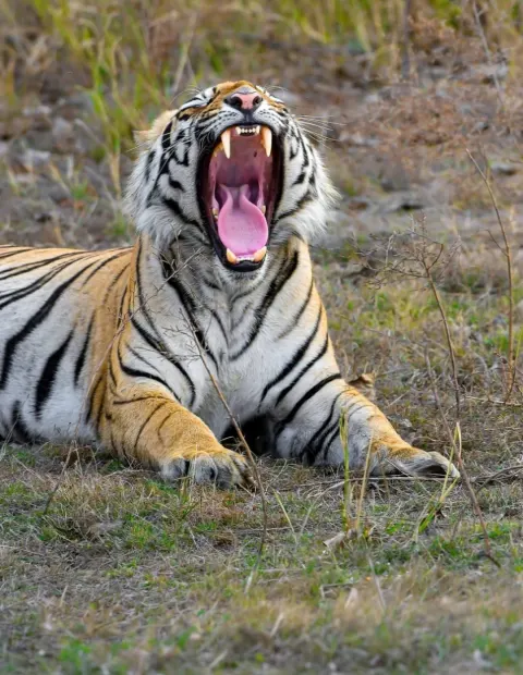 Bor Tiger Safari — Extended Safari — Maharashtra