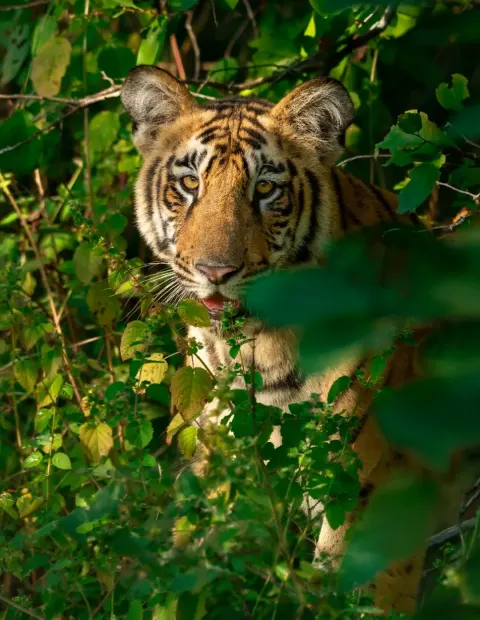 Bor Tiger Safari — Maharashtra