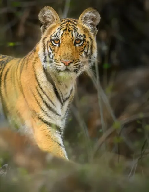 Tipeshwar Tiger Safari — Maharashtra