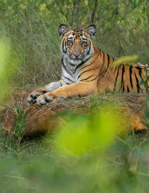 Kanha National Park Safari — Extended Safari — Madhya Pradesh