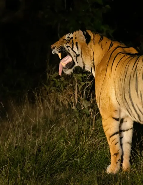 Kanha National Park Safari — Short Break — Madhya Pradesh