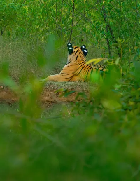 Bor Tiger Safari — Short Break — Maharashtra