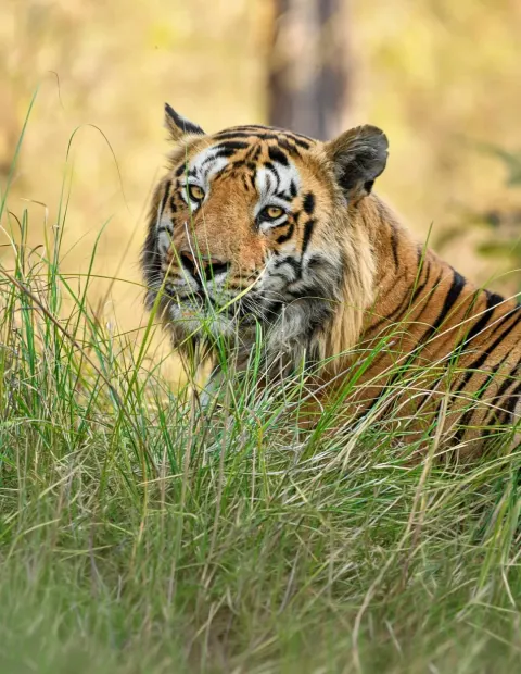 Bor Tiger Safari — Short Break — Maharashtra