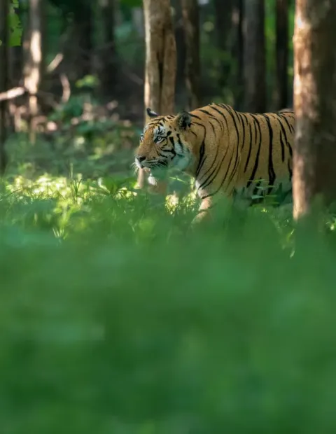 Kanha National Park Safari — Short Break — Madhya Pradesh