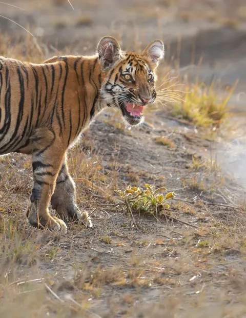 Tipeshwar Tiger Safari — Maharashtra