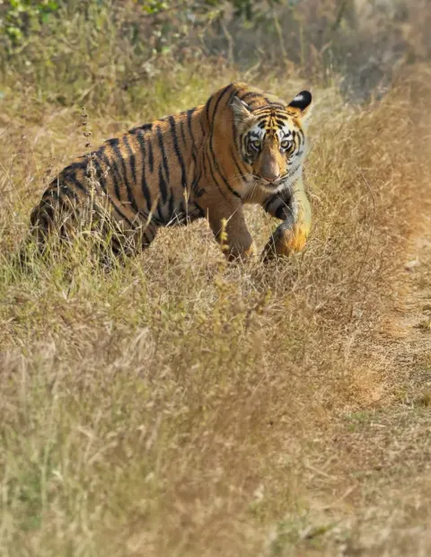 Bor Tiger Safari — Maharashtra