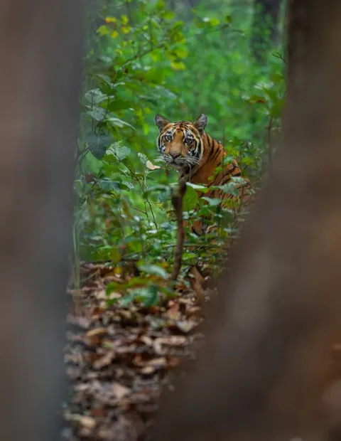 Kanha National Park Safari — Madhya Pradesh