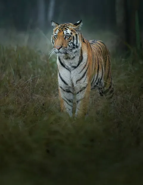 Kanha National Park Safari — Grand Safari — Madhya Pradesh
