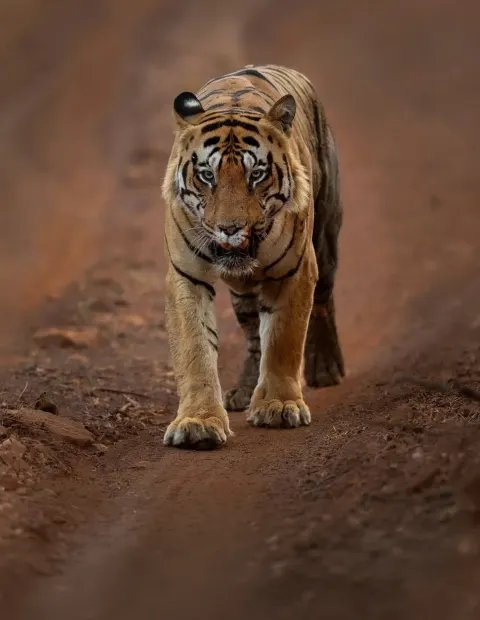 Bor Tiger Safari — Short Break — Maharashtra