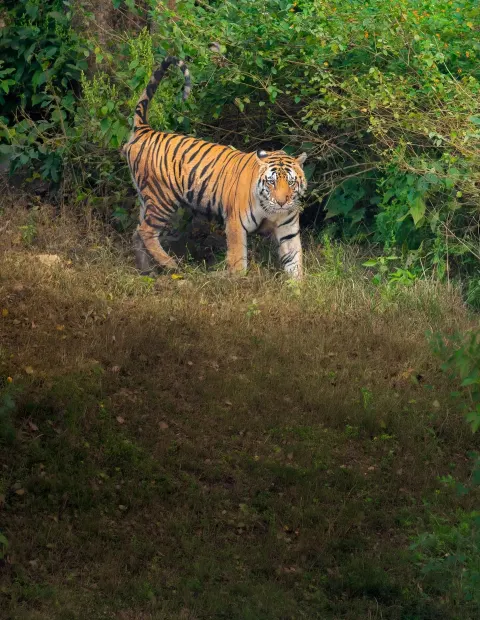 Bor Tiger Safari — Short Break — Maharashtra