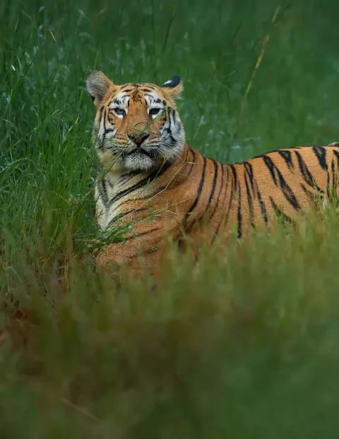 Kanha National Park Safari — Extended Safari — Madhya Pradesh
