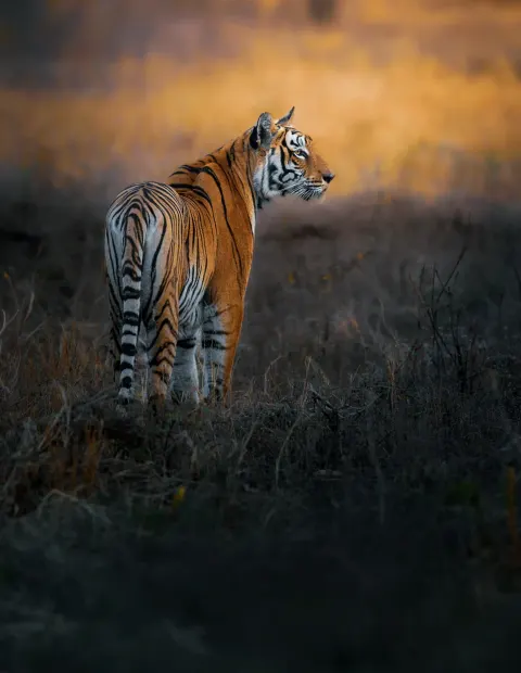 Bor Tiger Safari — Extended Safari — Maharashtra