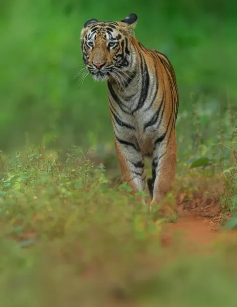 Bor Tiger Safari — Short Break — Maharashtra
