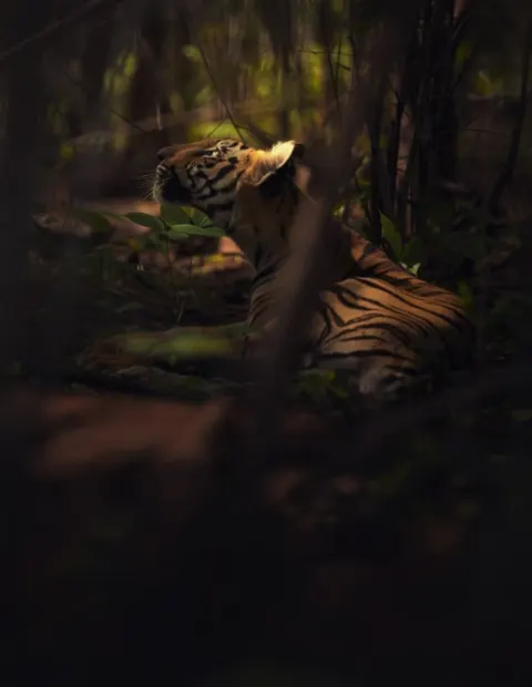 Kanha National Park Safari — Short Break — Madhya Pradesh