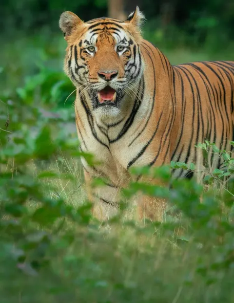 Kanha National Park Safari — Madhya Pradesh