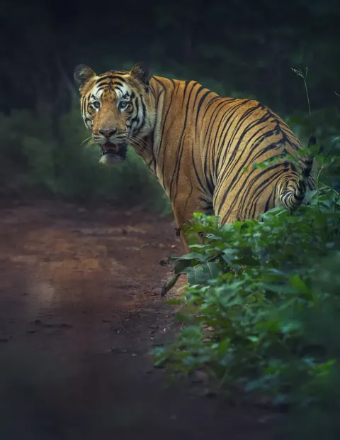 Kanha National Park Safari — Grand Safari — Madhya Pradesh