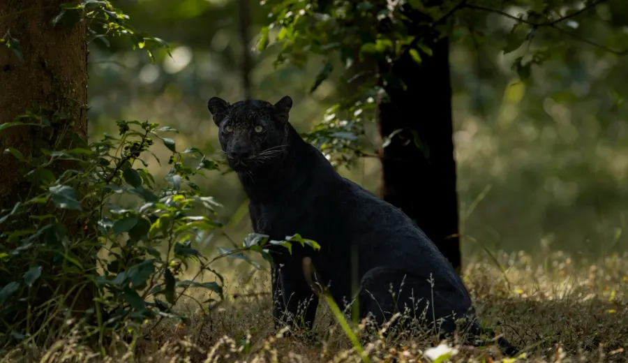 Central India wildlife 3