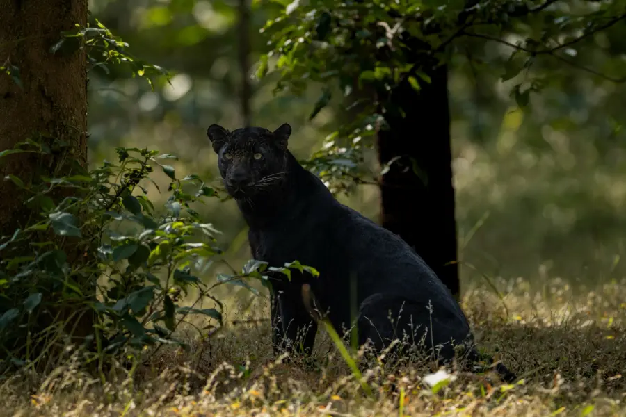 Black (melanistic) leopard sitting at the forest edge