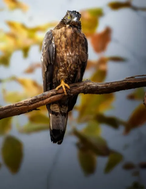 Gir Lion Safari — Short Break — Gujarat