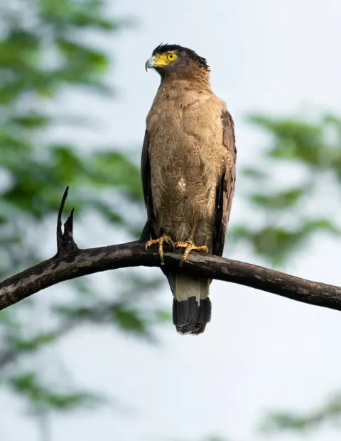 Gir Lion Safari — Grand Safari — Gujarat