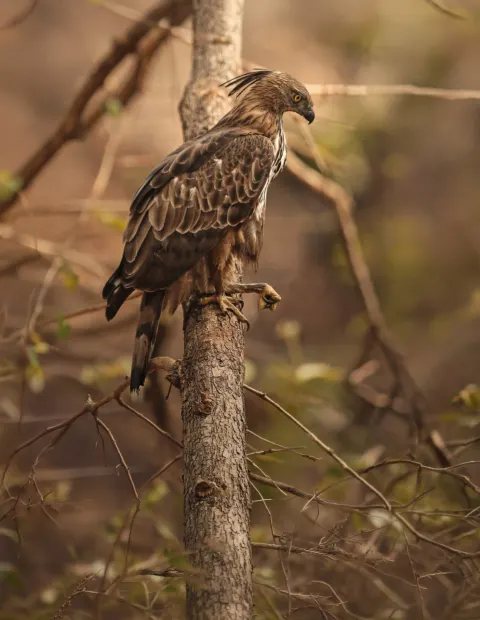 Manas Wildlife Safari — Grand Safari — Assam