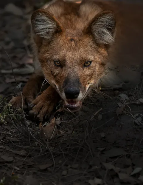 Kanha National Park Safari — Short Break — Madhya Pradesh