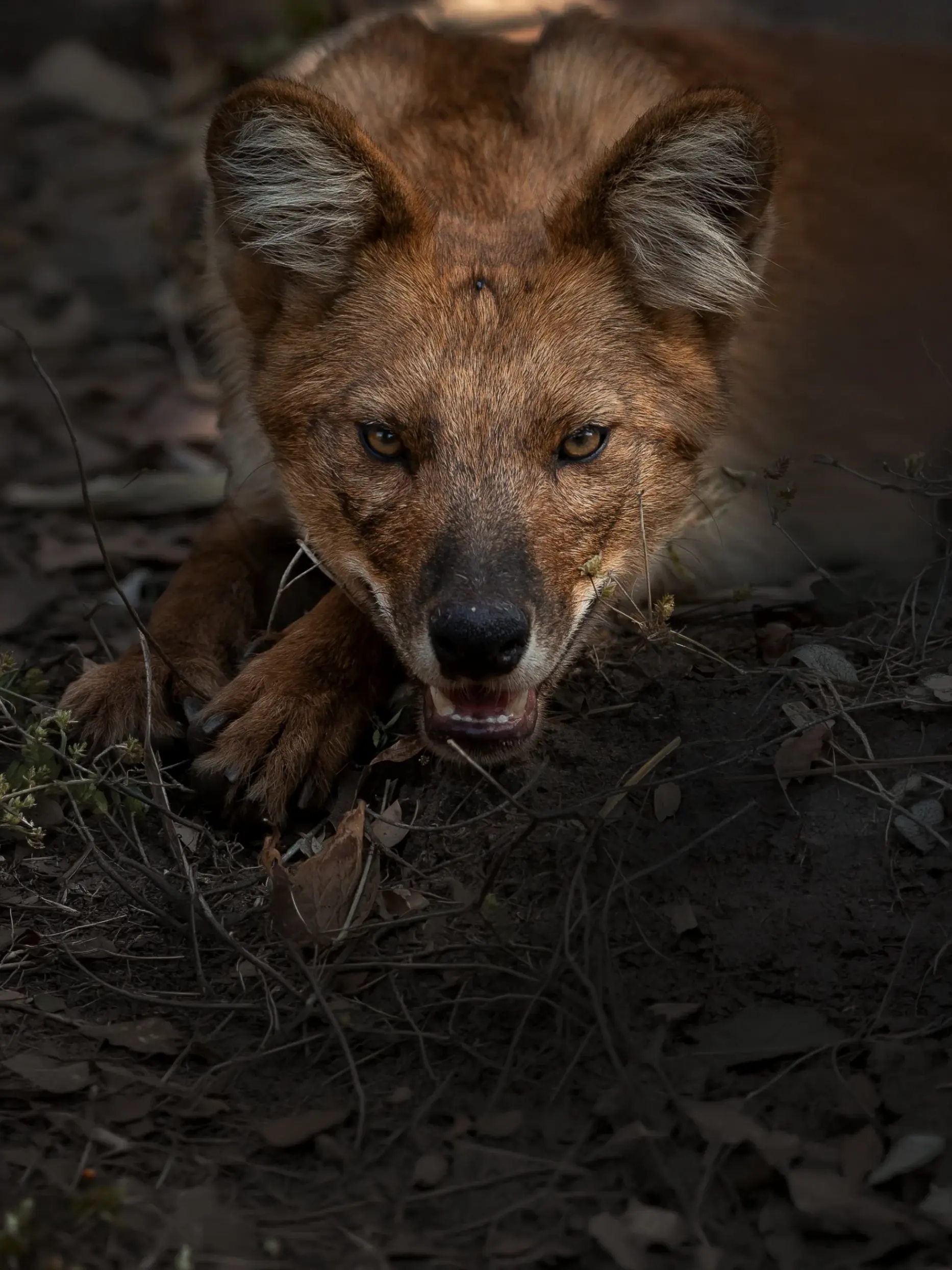Close portrait of a dhole crouched on the forest floor