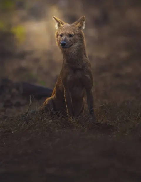 Bandhavgarh Tiger Safari — Short Break — Madhya Pradesh