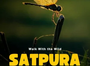Tipeshwar wildlife — 2-day itinerary