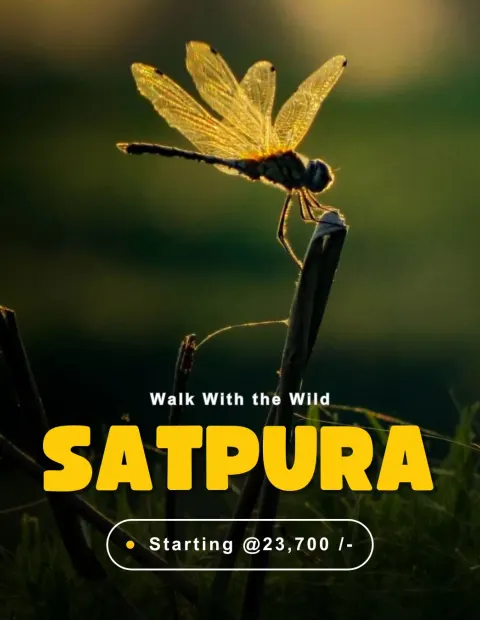 Gir Lion Safari — Gujarat