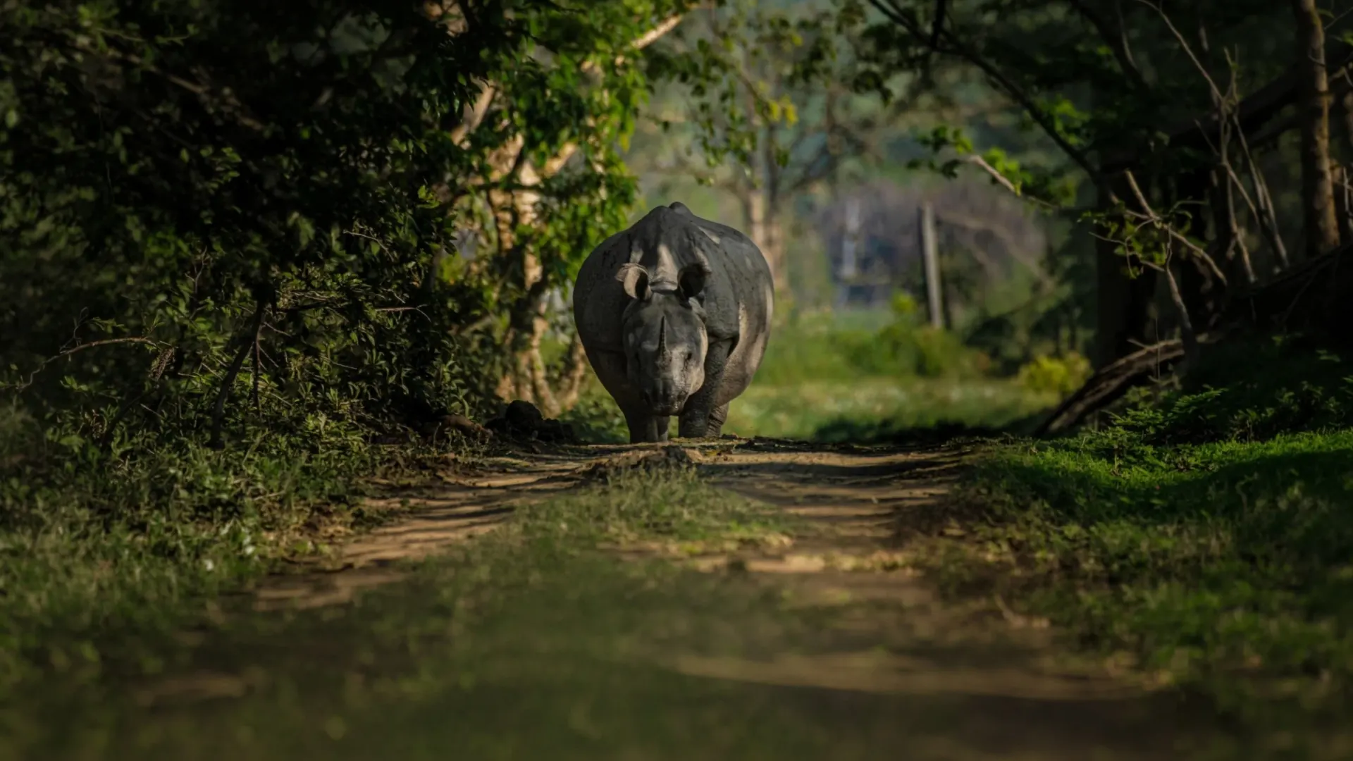 Dudhwa safari