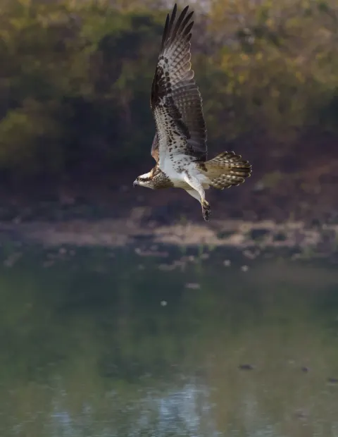 Gir Lion Safari — Extended Safari — Gujarat
