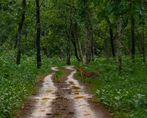 Explore jungle lodges gallery image 2