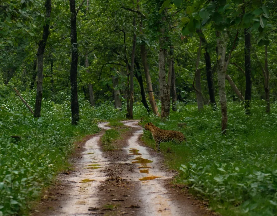 Forest track inside an Indian tiger reserve