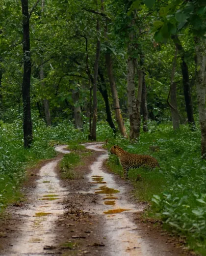Tadoba Safari Gate Information: Every Entry Point, Explained