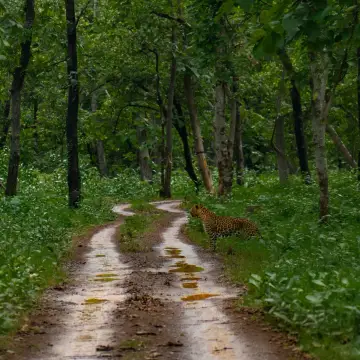 Jungle Book Country