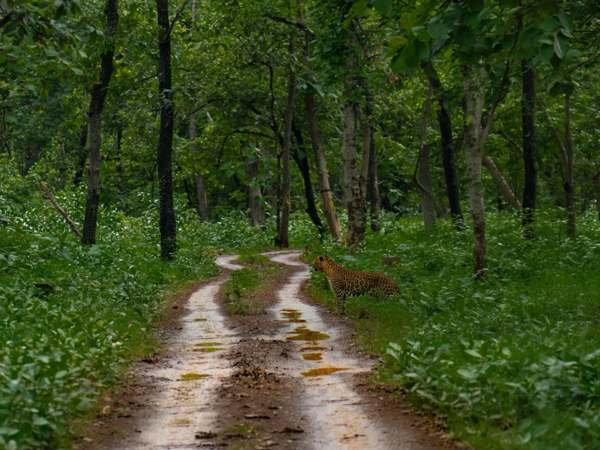 Nagzira — Maharashtra
