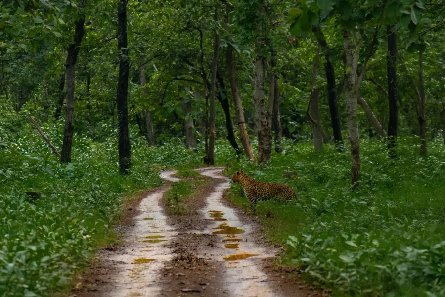 Forest track winding through teak woodland