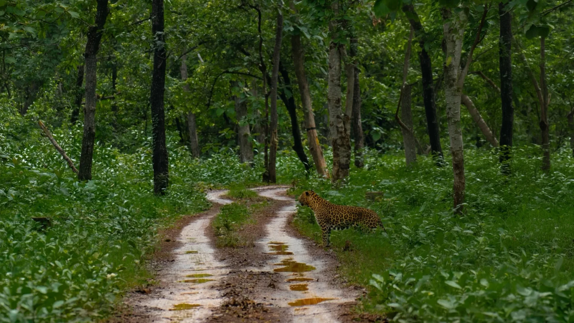 Safari road through an Indian forest