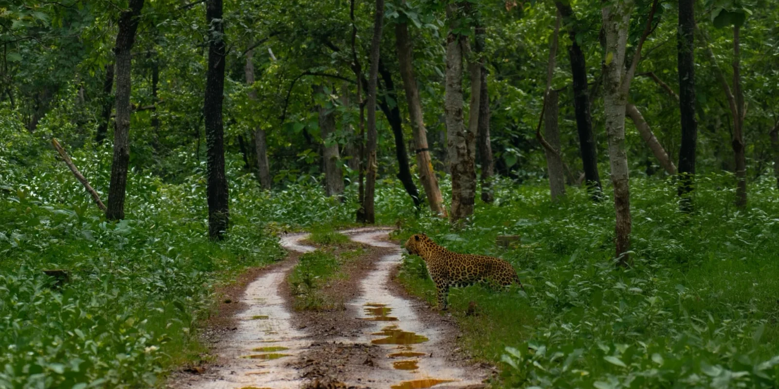 Tadoba Safari Gate Information: Every Entry Point, Explained
