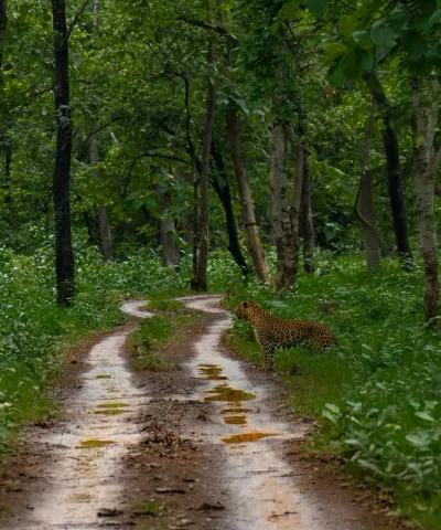 Nagzira