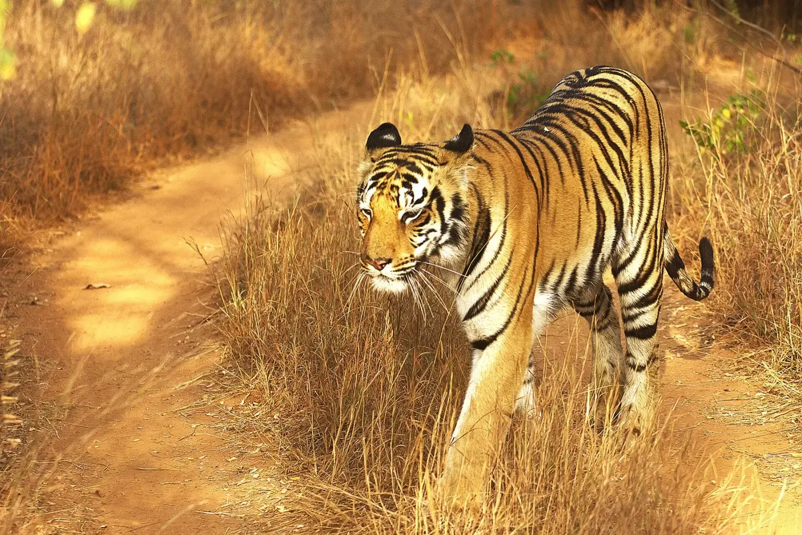Sub-adult tiger walking through dry grass in the Agarzari buffer of Tadoba