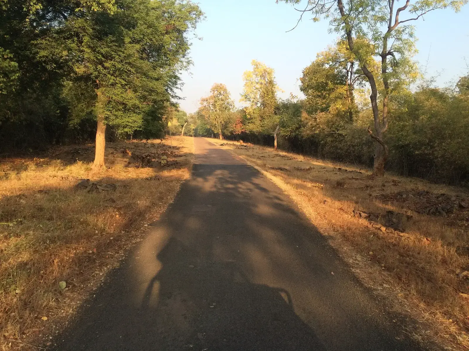 Paved forest road just inside Khutwanda gate, Tadoba